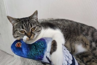 25+ благородных имен для вашего кота - не шаблонные Мурзики и Барсики