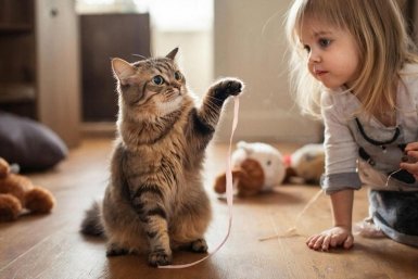 Собаки больше не лидеры? Названы породы кошек, чья преданность в 4 раза выше - даже ученые в недоумении