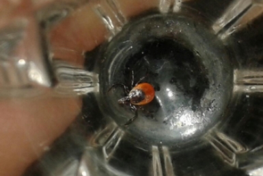 Первый случай заболевания клещевым боррелиозом в сезоне выявили на Ставрополье