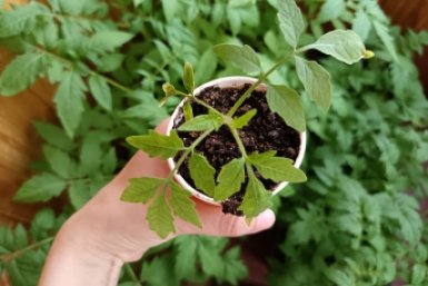 Томатам после пикировки - важнее нет, 1 гр на 2 л воды - встают скорее и сразу крепнут ИА StavropolMedia