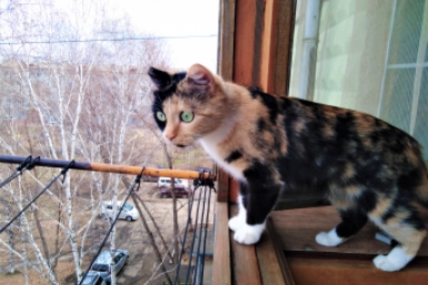 Миска всегда полная и игры от случая к случаю — кошка болеет незаметно: 3 ошибки, которые разрушают здоровье