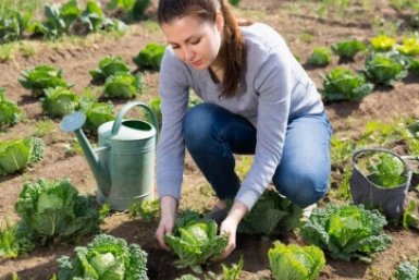 1 жесткое правило при высадке капусты: забудете - и кочаны будут размером со сливу