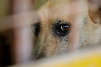 После нападения собак на ребенка в Невинномысске возбудили уголовное дело