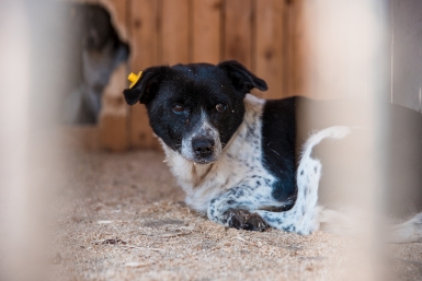 В Думе Ставрополья поддержали обязательное лицензирование приютов для животных