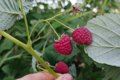 Малина ИА KrasnodarMedia