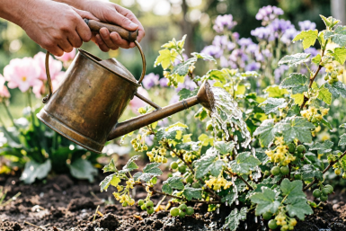Важные обработки для смородины в апреле: Насекомых нет, ягоды - точно есть
