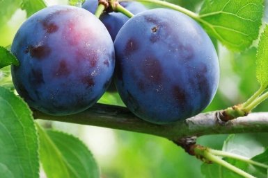 Слива Автора