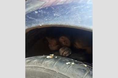 Испуганная обезьяна устроила переполох в центре Ставрополя