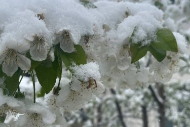 Заморозки в воздухе и на поверхности почвы вновь прогнозируют на Ставрополье ИА Stavropol.Media