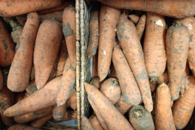 До первого лета морковной мухи – обязательно: как подготовиться к периоду активности вредителя