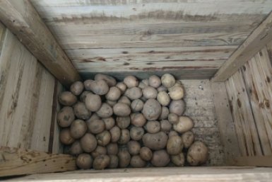 За 2 недели до посадки картошки – обязательно: 3 шага к огромному урожаю – с куста собираем по 2 ведра