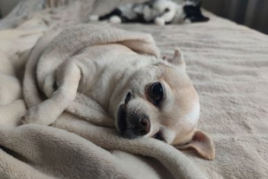 Ставропольцы согласны на отключение отопления в домах только при хорошей погоде