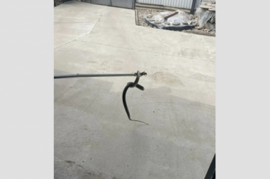 Первую в этом году змею отловили спасатели в доме жителя Ставрополья