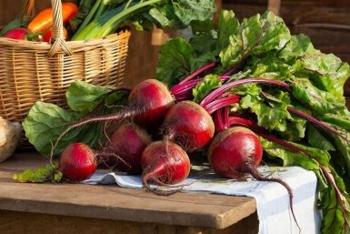 Свёклу в сезон кормлю 3 раза: А осенью она кормит меня - плоды с бычью голову