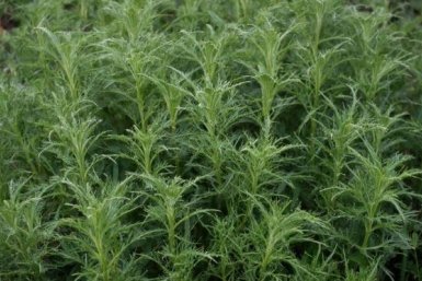 Невероятно живучий, любит когда его перекапывают: где слабое место у пырея?