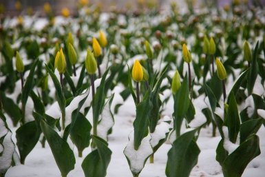 Очередные заморозки ударят по Ставрополью