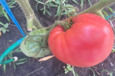 2 совка в лунку – и помидоры прут как не в себя: не томаты, а "чистое мясо"