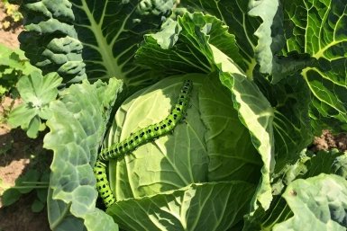 На этот раз вы точно избавитесь от губительных гусениц в капусте, дачники нашли выход