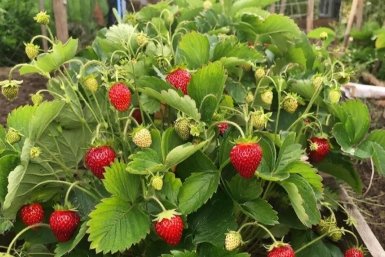 Дачники, 3 подкормки для ремонтантной клубники: И она валит ягодами - количество и сроки