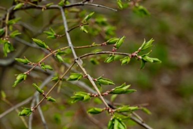 Дачникам рассказали, как не столкнуться с обманом при выборе саженцев