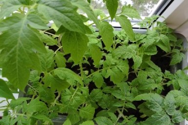 Дачники, сохраняйте: как понять, что томаты пора полить - 2 надежных способа