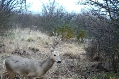 Оленей в дикой природе сняли на видео на Ставрополье