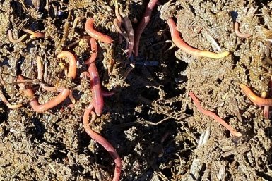 Не сидераты и не картон: 2 ложки в землю — и дождевые черви в саду кишмя кишат, почва рыхлая все лето