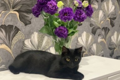 Шерсть будет даже в холодильнике: 6 самых линяющих пород котов - не покупайте темную мебель