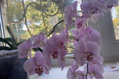 Сделала так - и орхидея снова здоровая и цветёт: срочная реанимация без потери цветка за 5 шагов