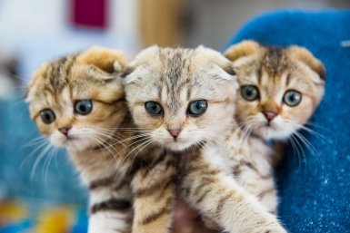 Даю безопасное лакомство вместо запрещённого продукта — и кошка здорова, счастлива и живёт дольше