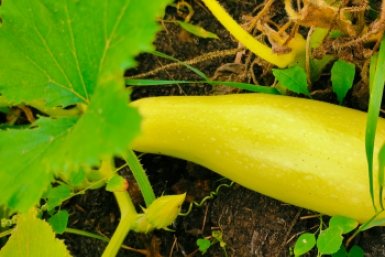 Не лотерея, а ставка на победу: 3 лучших сорта кабачков – даже в Сибири дают уйму урожая