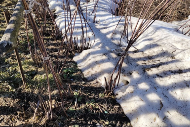 Обрезала малину "по-модному" - угробила весь урожай: эти 2 метода делают из ягоды горох, а куст превращают в джунгли
