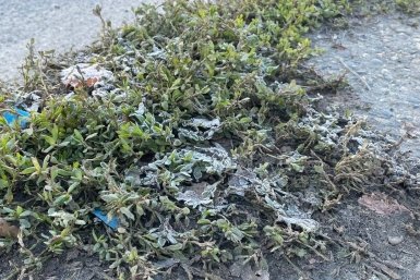 Штормовое предупреждение из-за трехдневных заморозков объявили на Ставрополье