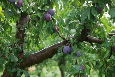 Сливе такие подкормки нужны как солнечный свет: Вот что даём дереву в сезон