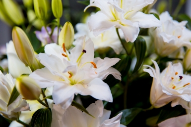 Лилиям, после того как проклюнутся – обязательно: 4 процедуры для обильного и пышного цветения