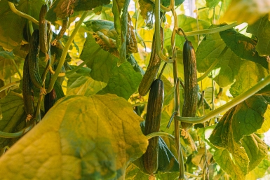 Эксперимент этого сезона. Включите в теплице музыку — и урожай вас удивит