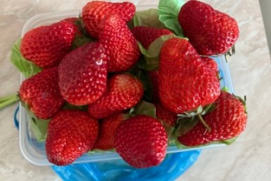 Клубника сладкая как мед и размером с кулак: главные правила подкормки
