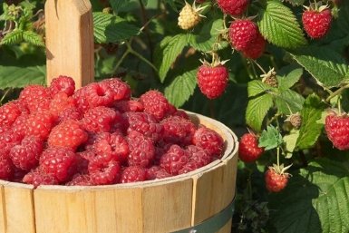 8 кг малины с каждого куста: Вот 3 хитрости от умного дачника - пользуйтесь