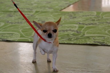 5 пород собак для квартиры, которые не лают без дела, не линяют и не требуют трёхчасовых прогулок