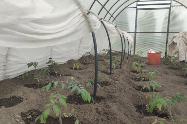 Десять тысяч рублей в минус: юрист Русяев сказал, как не получить штраф за теплицу на даче