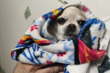 Тихие разрушители: 6 пород собак, которые разнесут квартиру за час, пока вы на работе ИА Stavropol.Media