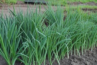 Лук как на дрожжах: простое средство, от которого перья зеленеют, а луковицы наливаются