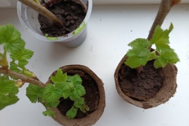 Не кустик, а герой сезона: как размножить смородину черенками – ведра ягод на третий год