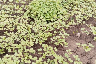 Cею это в апреле — и земля лучше чернозема: бесплатное удобрение