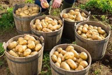 Один состав в лунку: собираю по 15 крупных картофелин с куста - 7 лет уже радуюсь шикарному урожаю