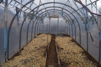 Придется раздавать соседям: как выращивать огурцы по "белорусскому" методу — множатся как ксероксом