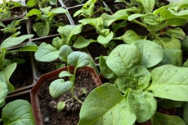 Желтеет перец на подоконнике: 3 главные ошибки садоводов — исправить можно без подкормок