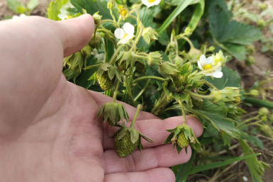 Не йод и не бор: чем полить клубнику во время цветения – крупные ягоды, сладкие как мед