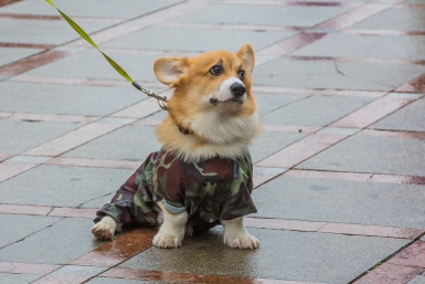 Спят по 20 часов и не просятся гулять: 6 самых ленивых пород собак - для тех, кто не хочет бегать по утрам