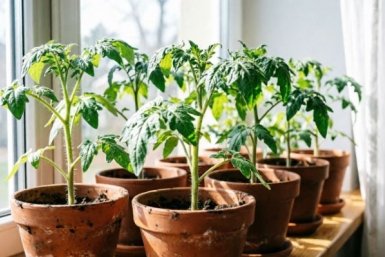 Почему листья рассады томатов скручиваются и что с этим делать? - разбираем типичные ошибки